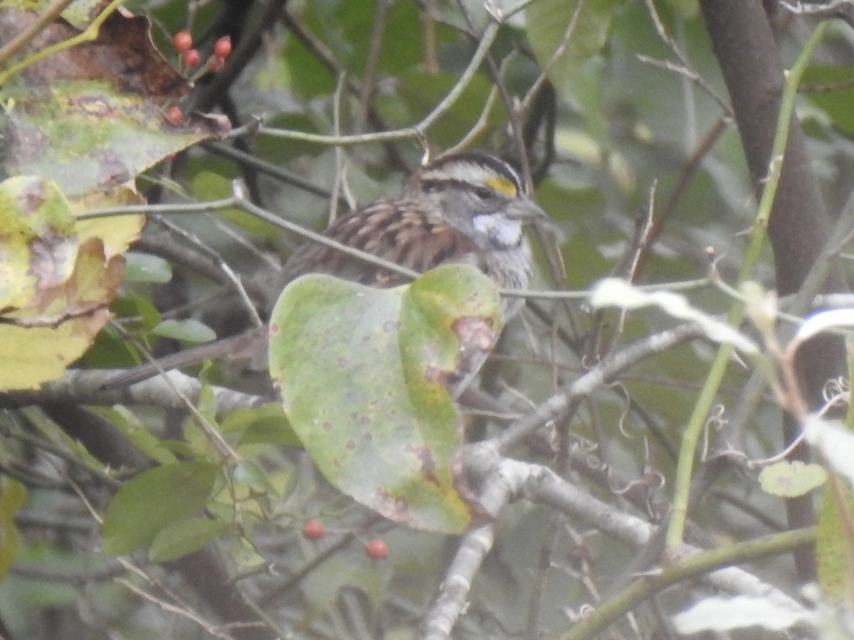 White-throated Sparrow - ML644182574