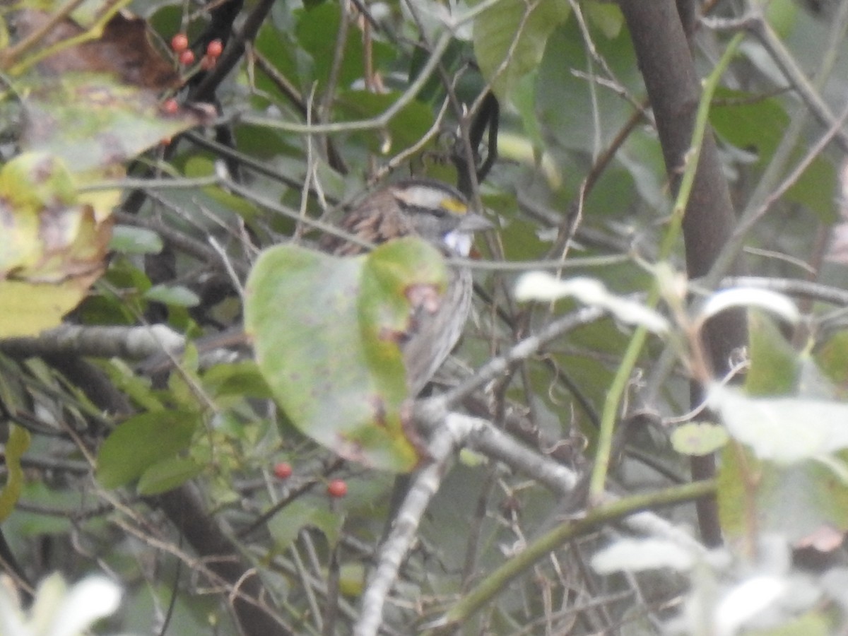 White-throated Sparrow - ML644182575