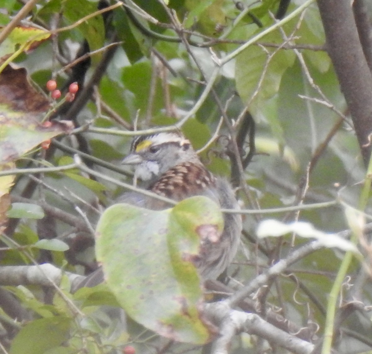 White-throated Sparrow - ML644182576