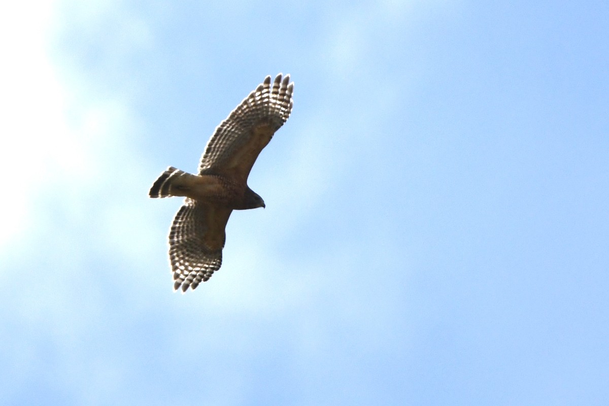 Red-shouldered Hawk - ML644182583