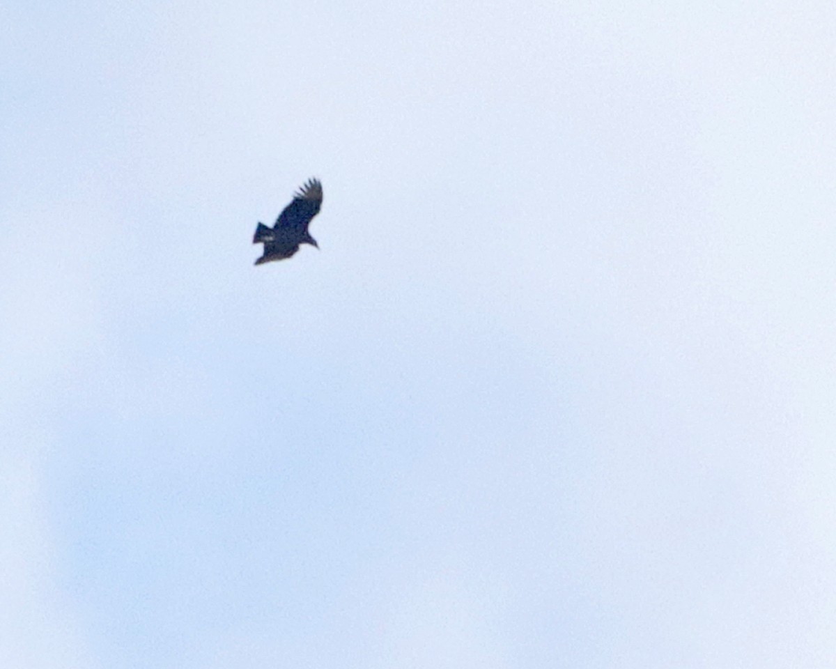 Black Vulture - ML644182626