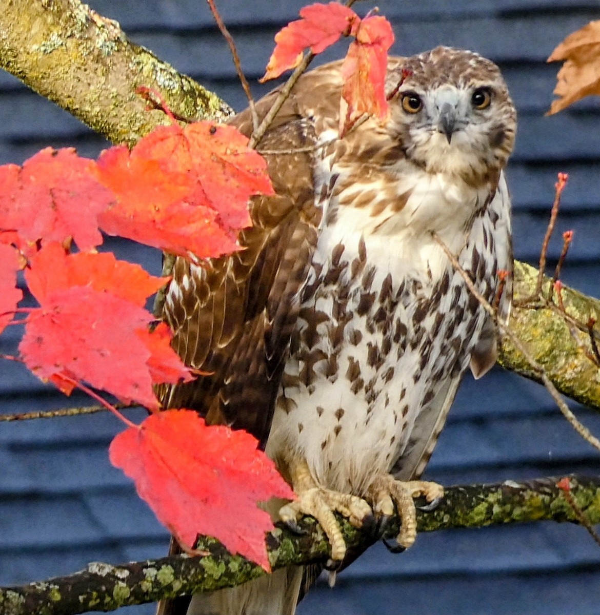 Red-tailed Hawk - ML644182630