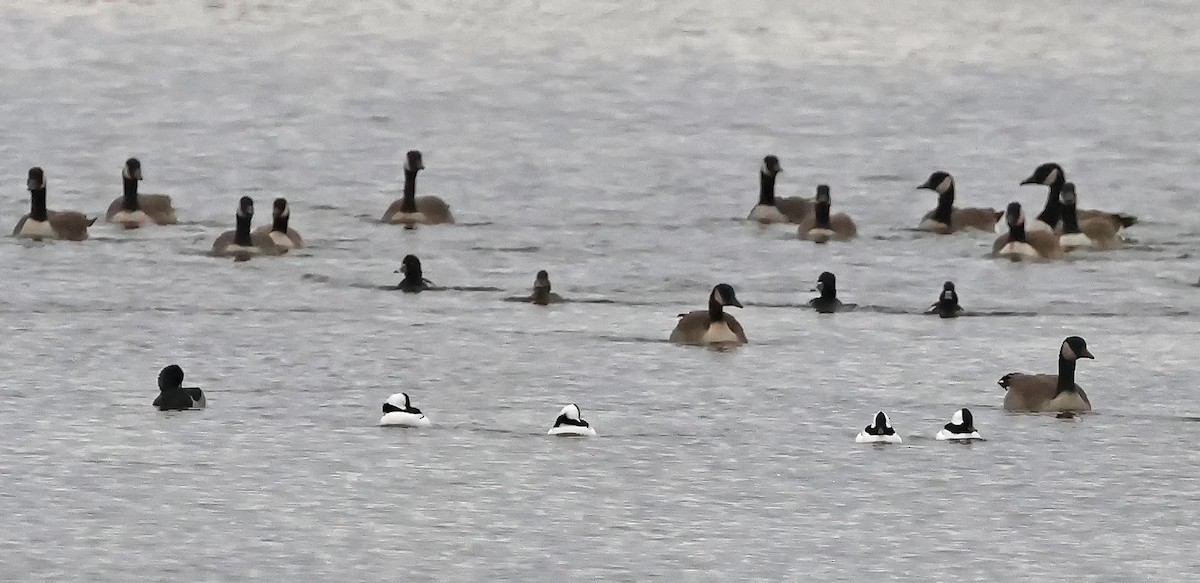 Bufflehead - ML644182633