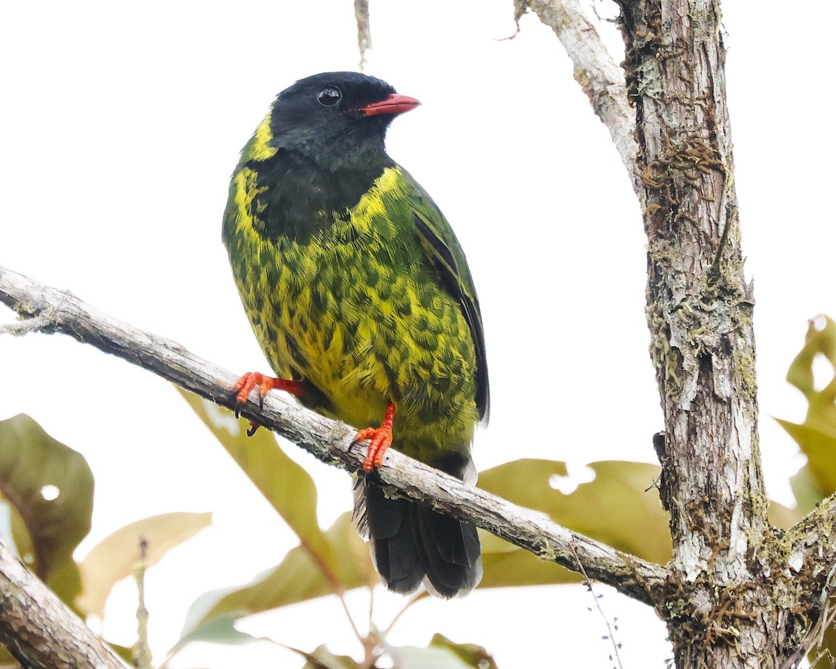 Cotinga vert et noir (groupe riefferii) - ML644182649