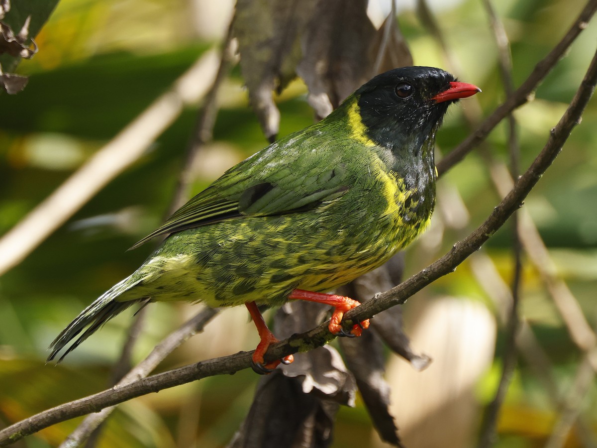 Cotinga vert et noir (groupe riefferii) - ML644182650