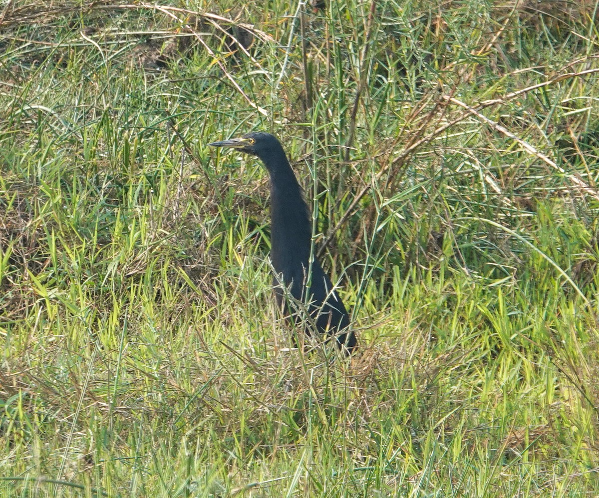 Rufous-bellied Heron - ML644182657
