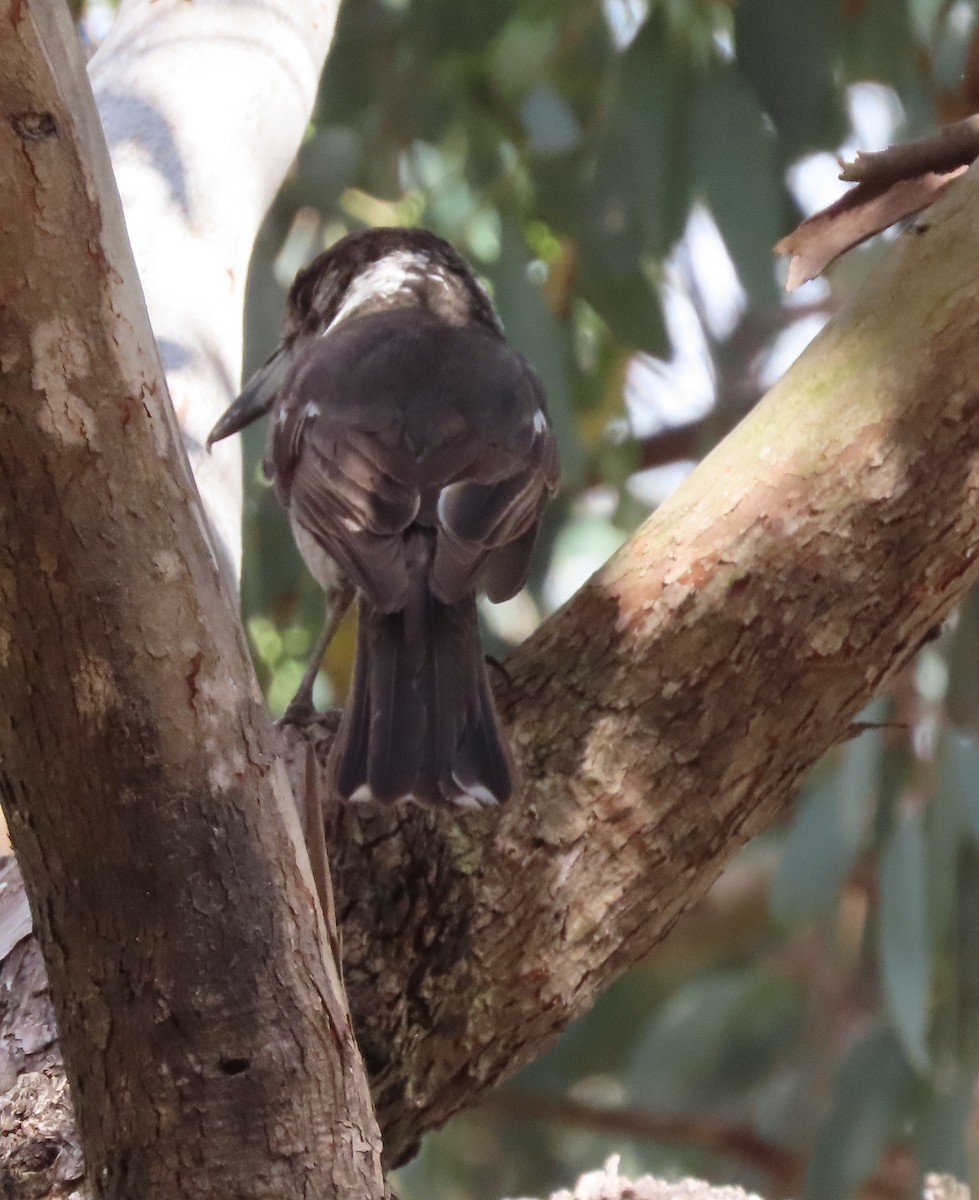 Gray Butcherbird - ML644182667