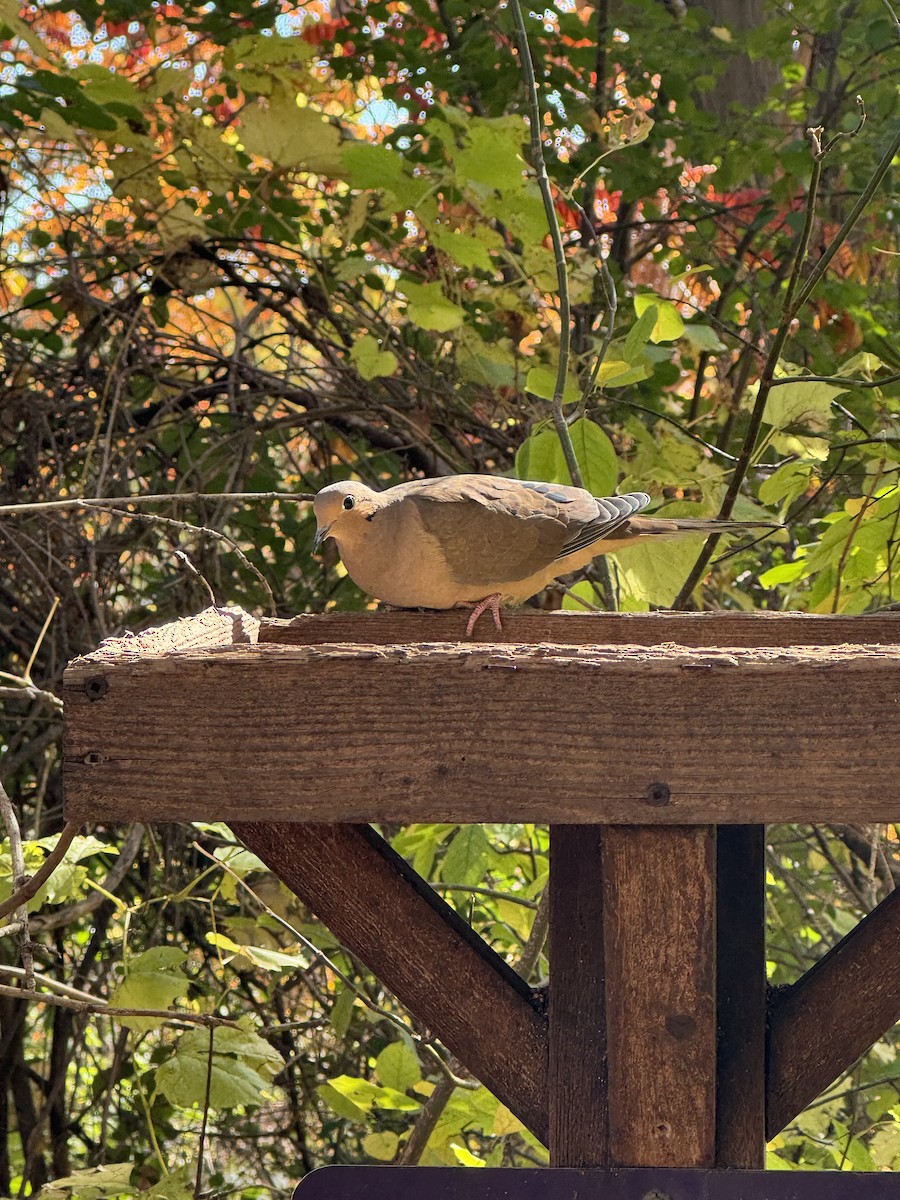 Mourning Dove - ML644182681