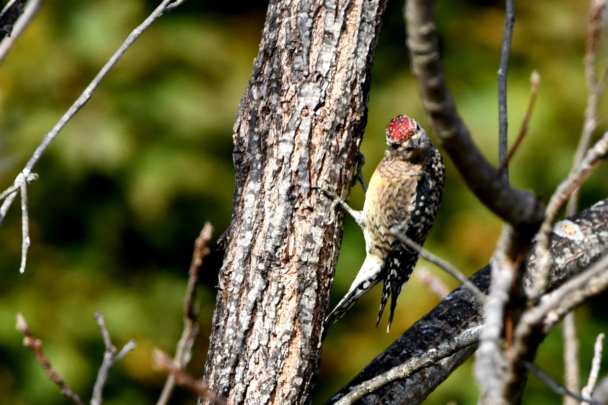 Yellow-bellied Sapsucker - ML644182683