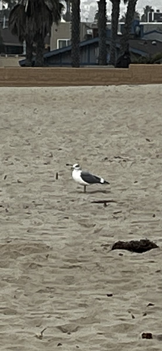 Western Gull - ML644182688