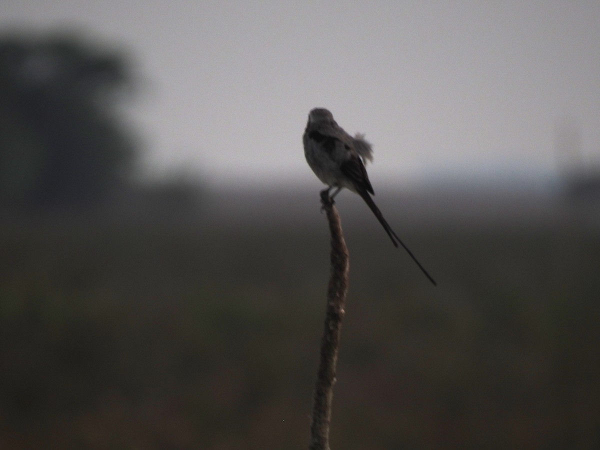 Streamer-tailed Tyrant - ML644182693