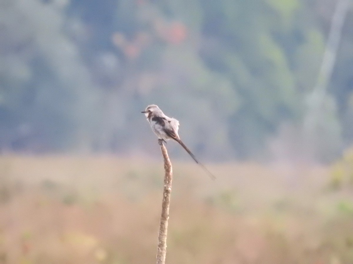 Streamer-tailed Tyrant - ML644182694