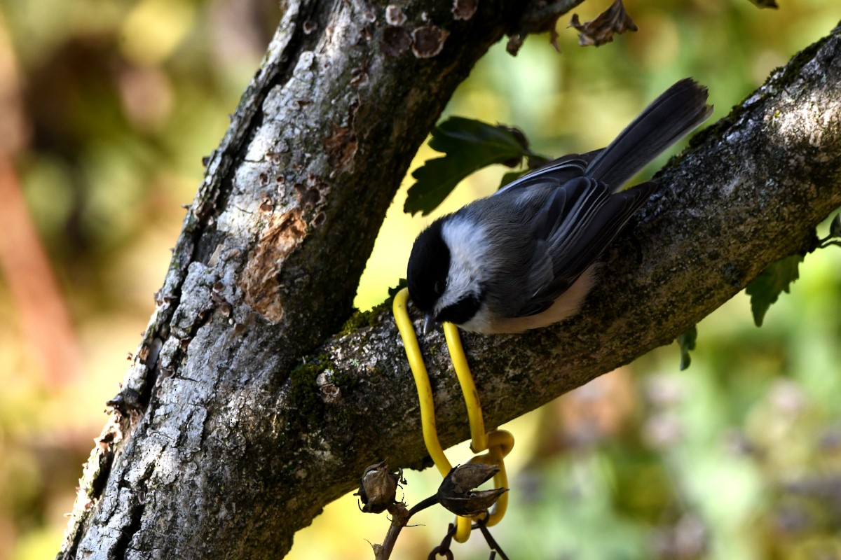 Black-capped Chickadee - ML644182722
