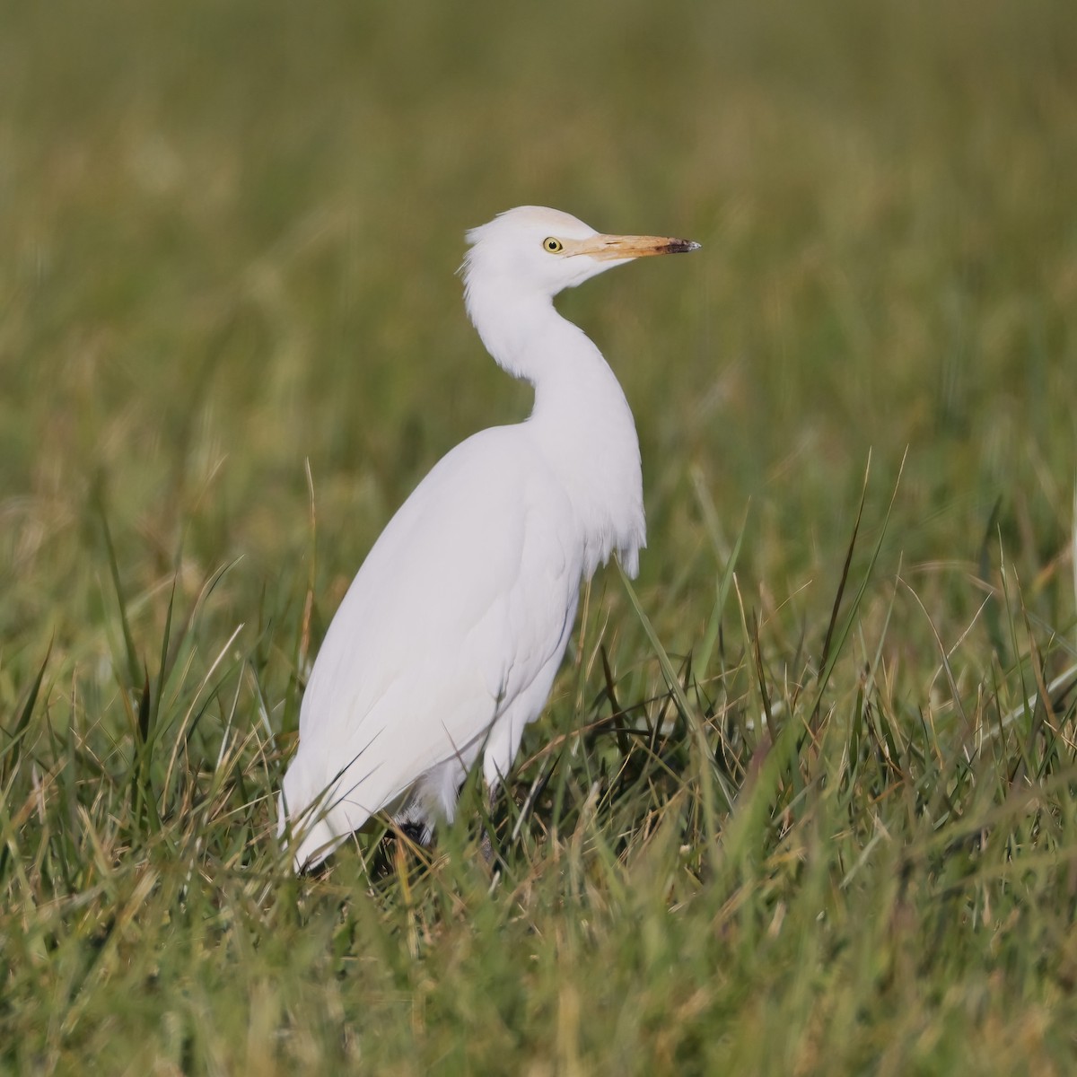 Western Cattle-Egret - ML644182731