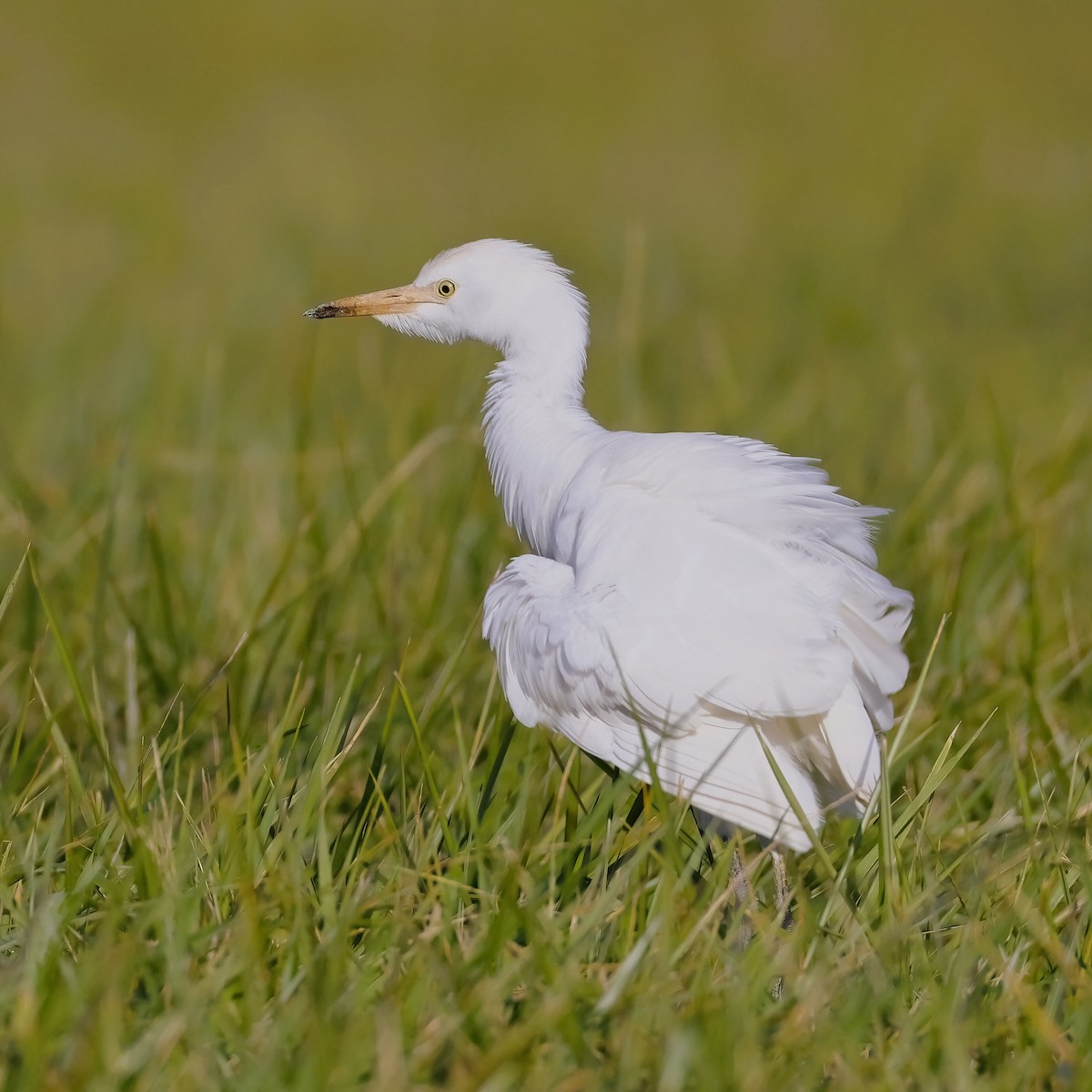 Western Cattle-Egret - ML644182732