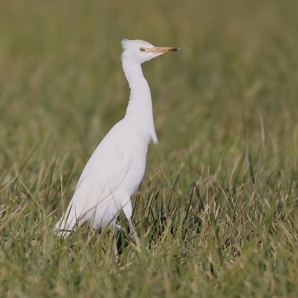Western Cattle-Egret - ML644182738