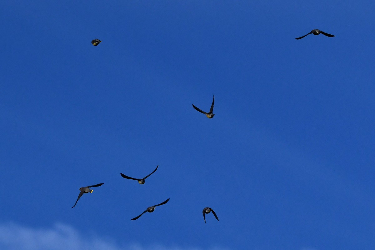Cedar Waxwing - ML644182792