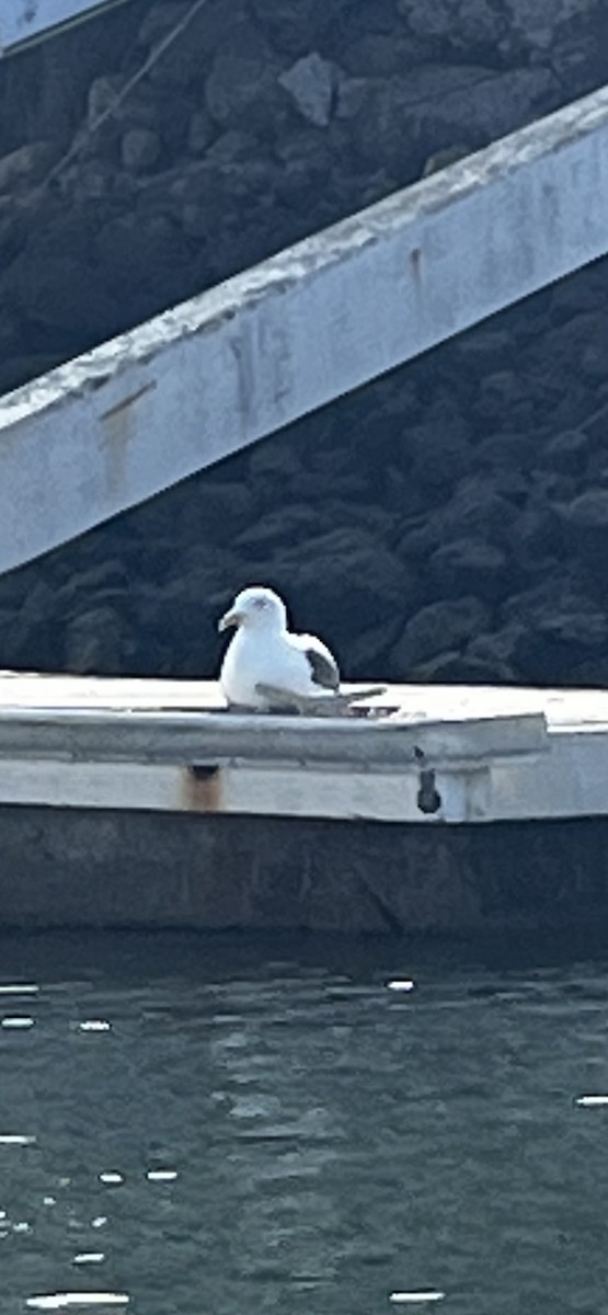 Western Gull - ML644182794