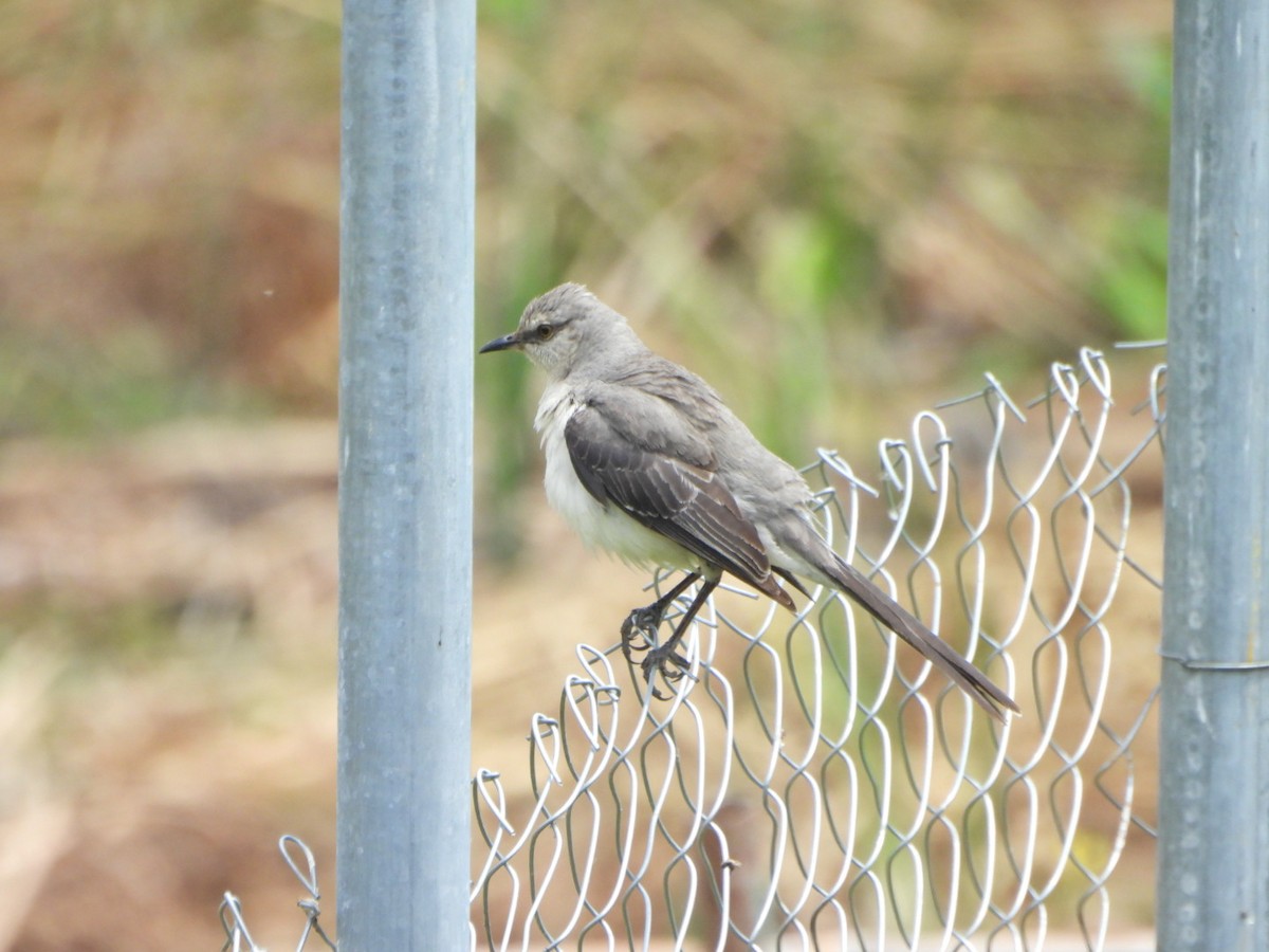Tropical Mockingbird - ML644182798