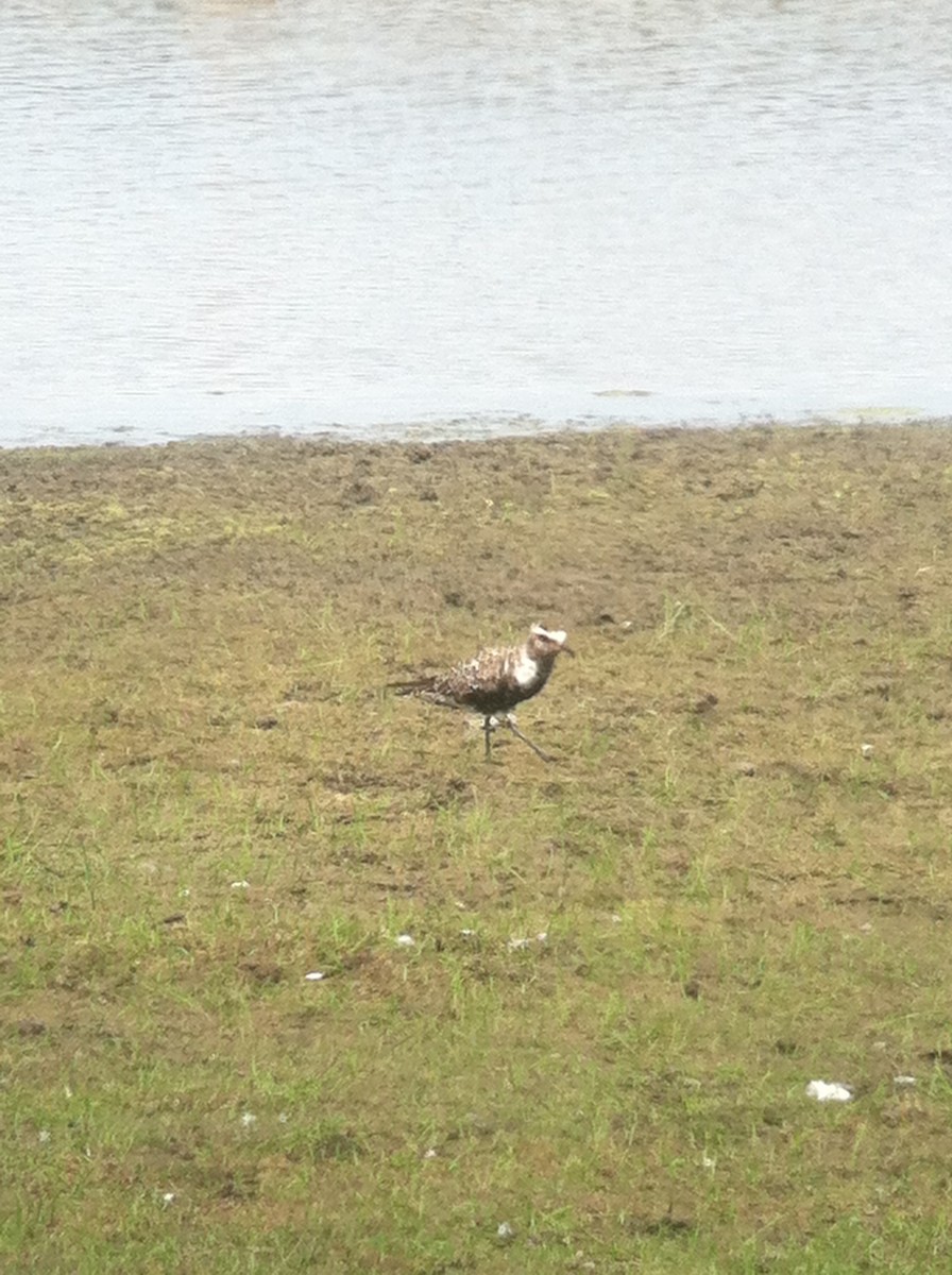 American Golden-Plover - ML644182799