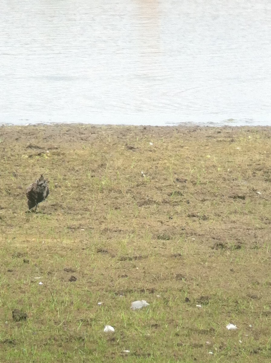 American Golden-Plover - ML644182800
