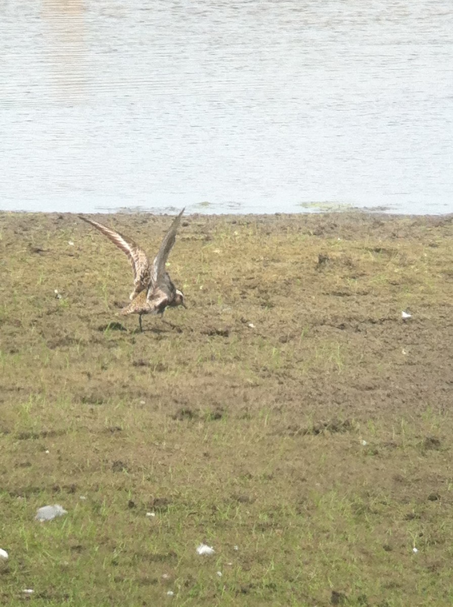 American Golden-Plover - ML644182801