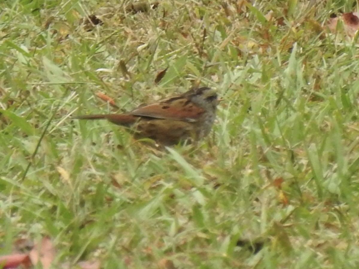 Sumpfammer - ML644182803