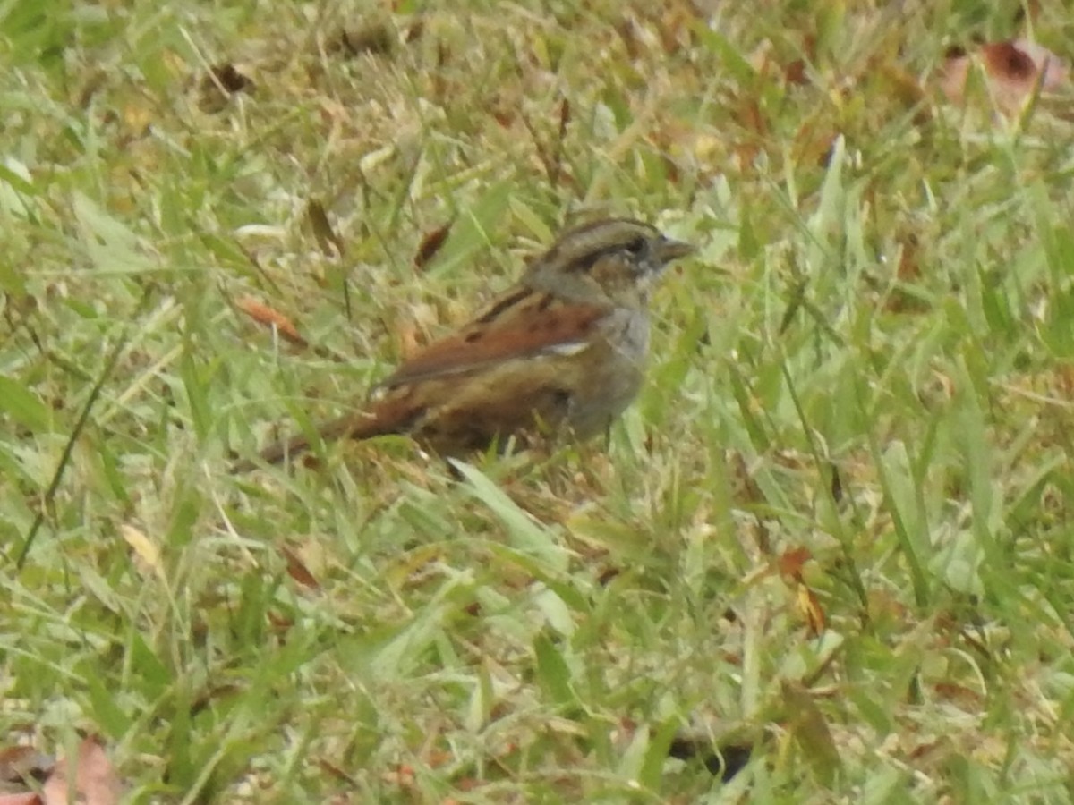 Sumpfammer - ML644182804