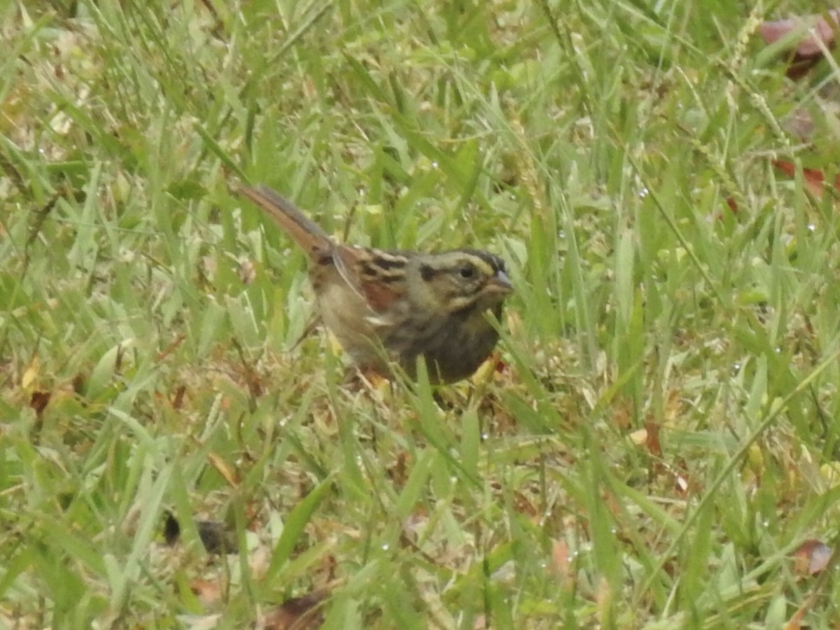 Sumpfammer - ML644182806