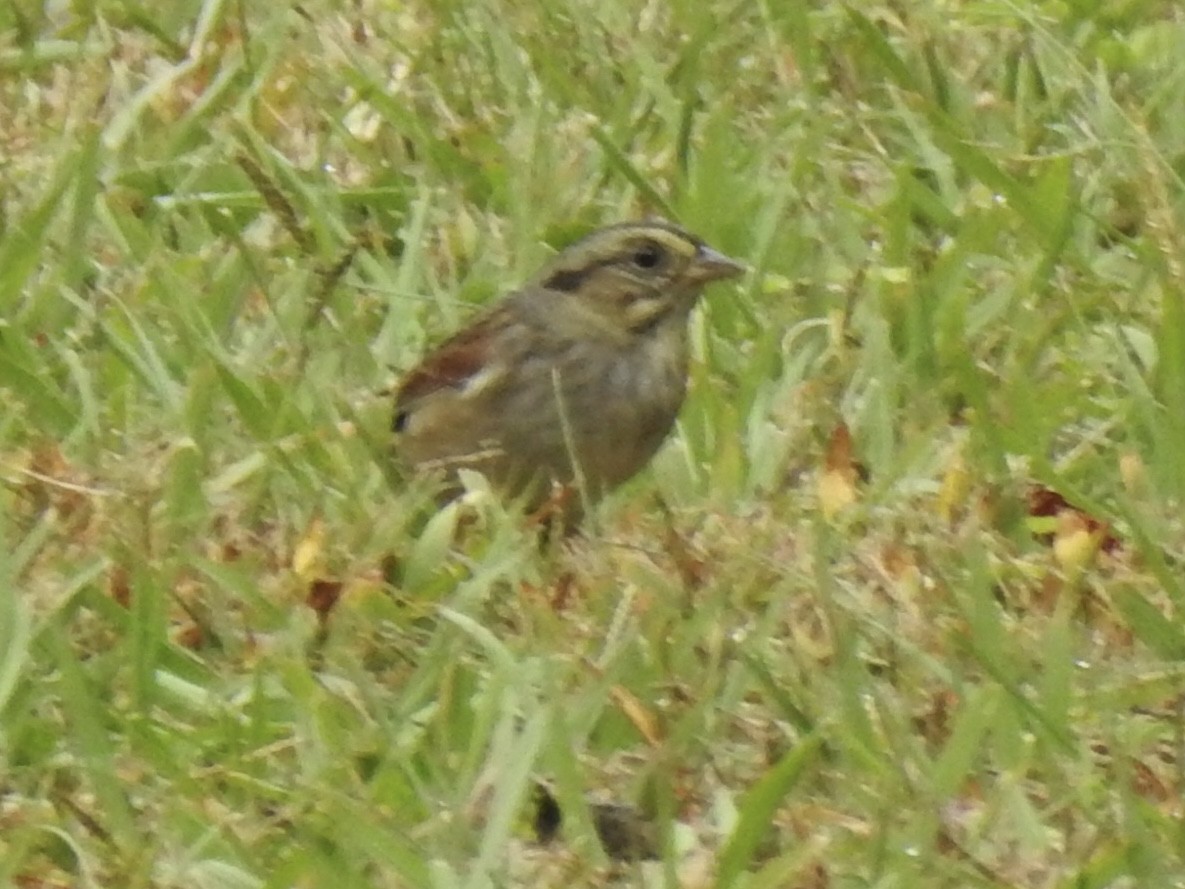 Sumpfammer - ML644182807