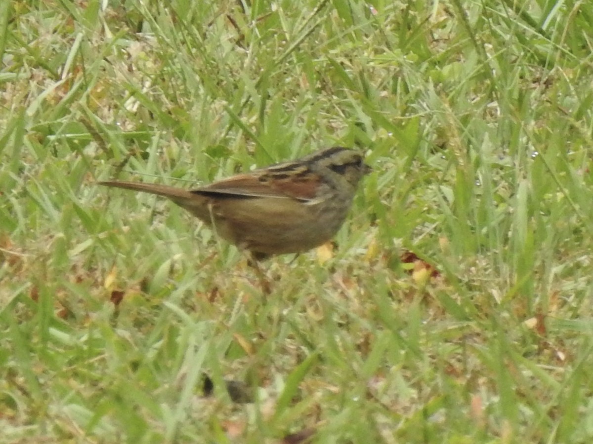 Sumpfammer - ML644182808