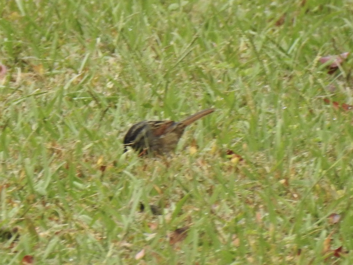 Sumpfammer - ML644182809