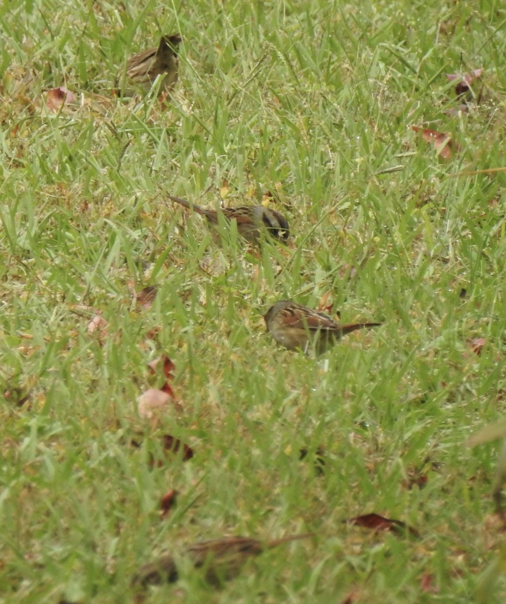 Sumpfammer - ML644182810