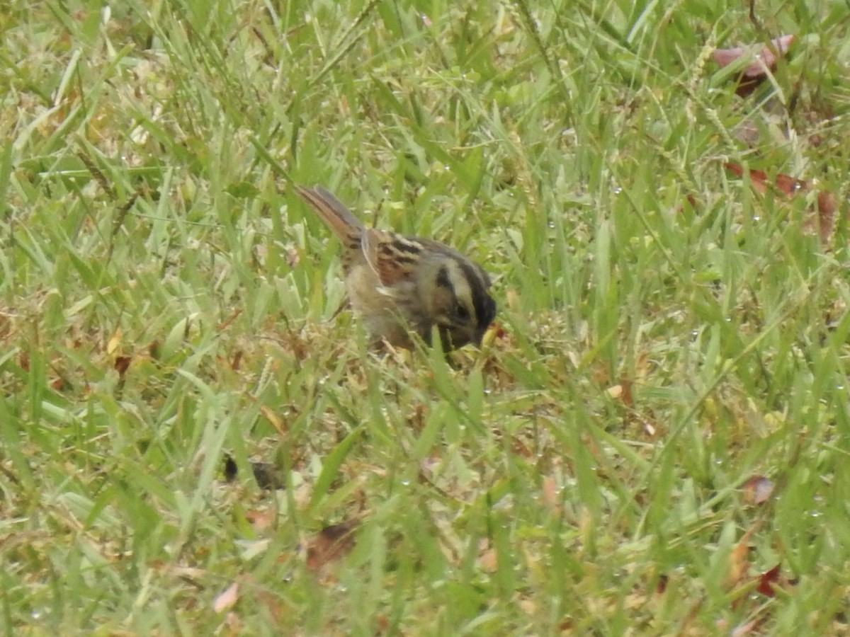 Sumpfammer - ML644182811