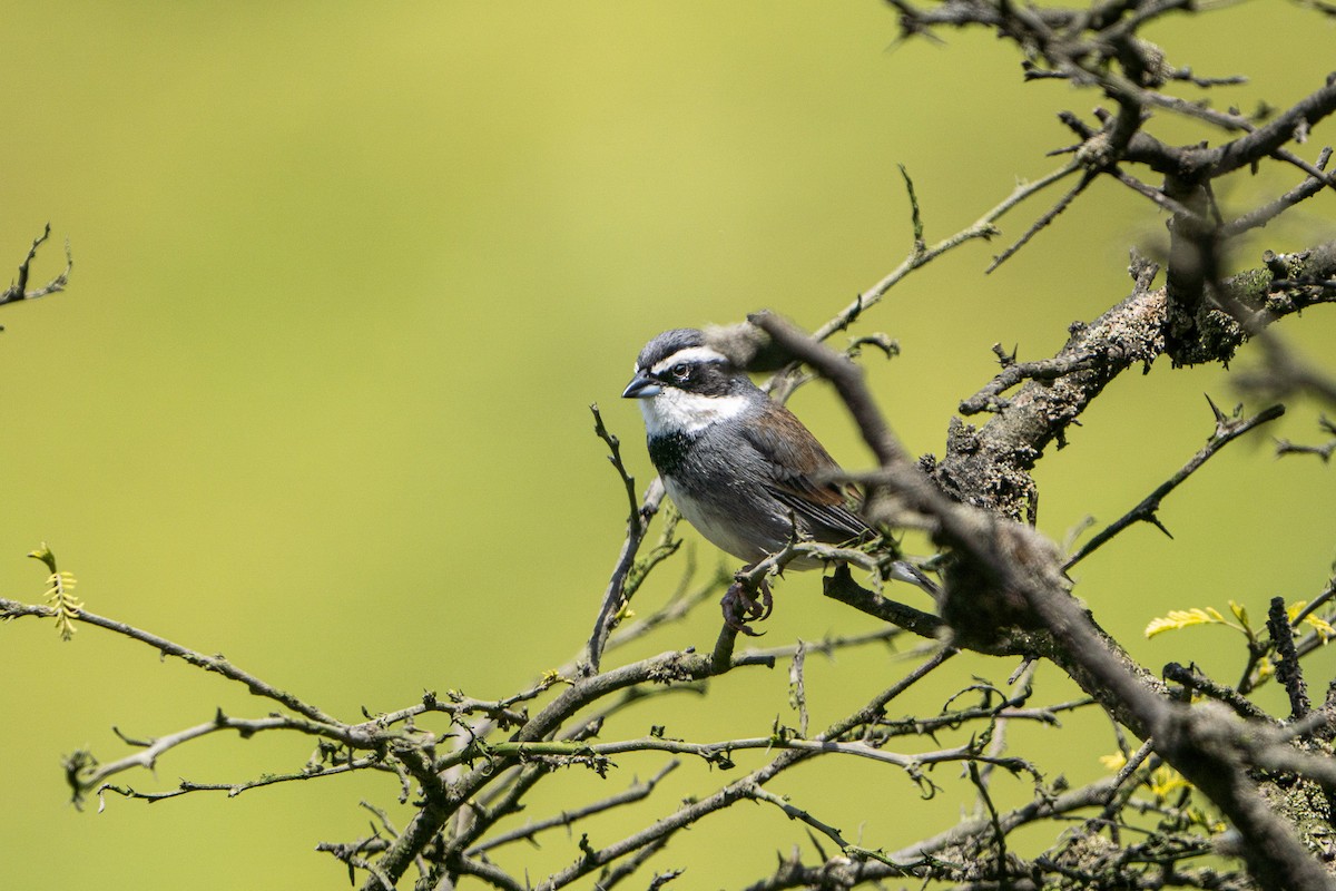 Collared Warbling Finch - ML644182822