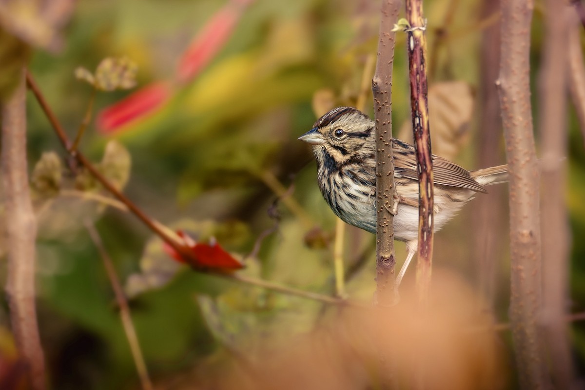 Singammer - ML644182825