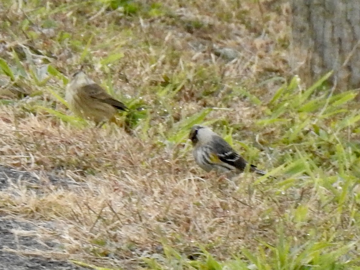 Yellow-rumped Warbler - ML644182845