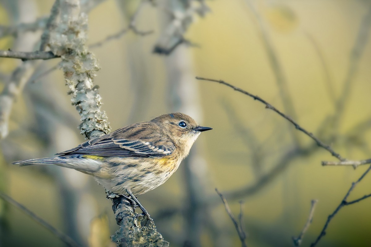Kronenwaldsänger (coronata) - ML644182856