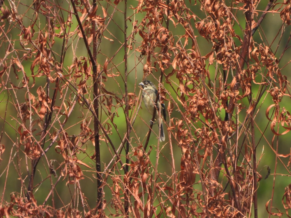 hvitkragefrøeter - ML644182859