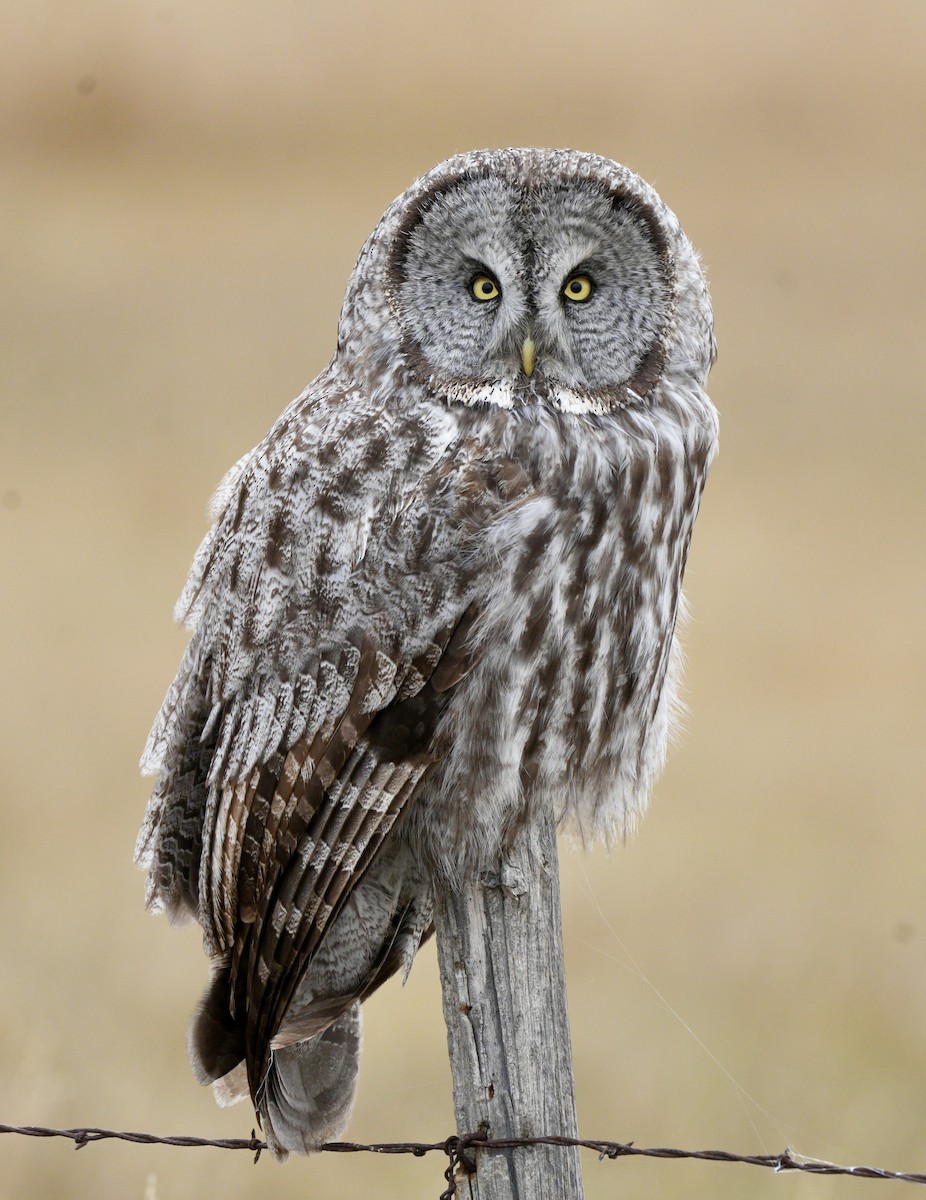 Great Gray Owl - ML644182866