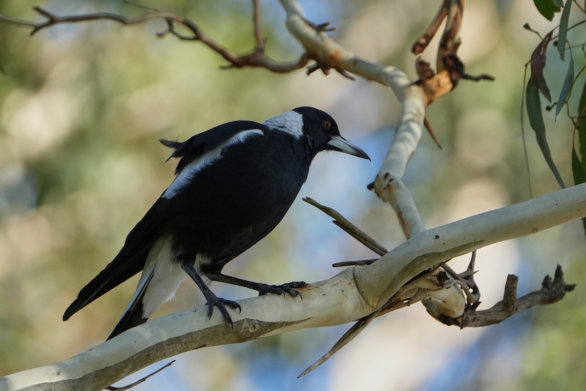 Australian Magpie - ML644182873