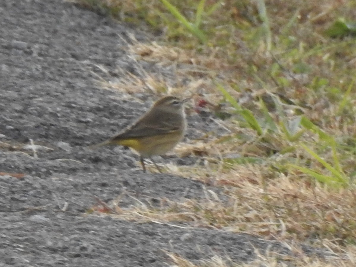 Palm Warbler - ML644182875