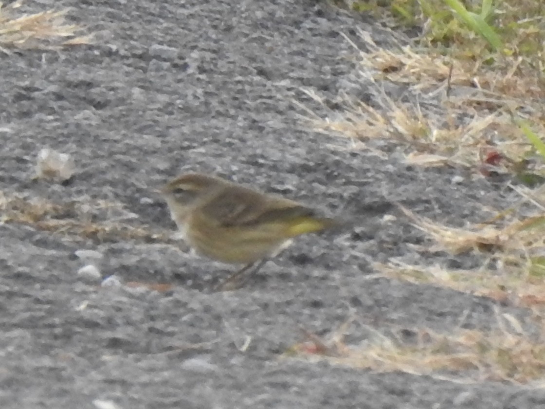 Palm Warbler - ML644182876