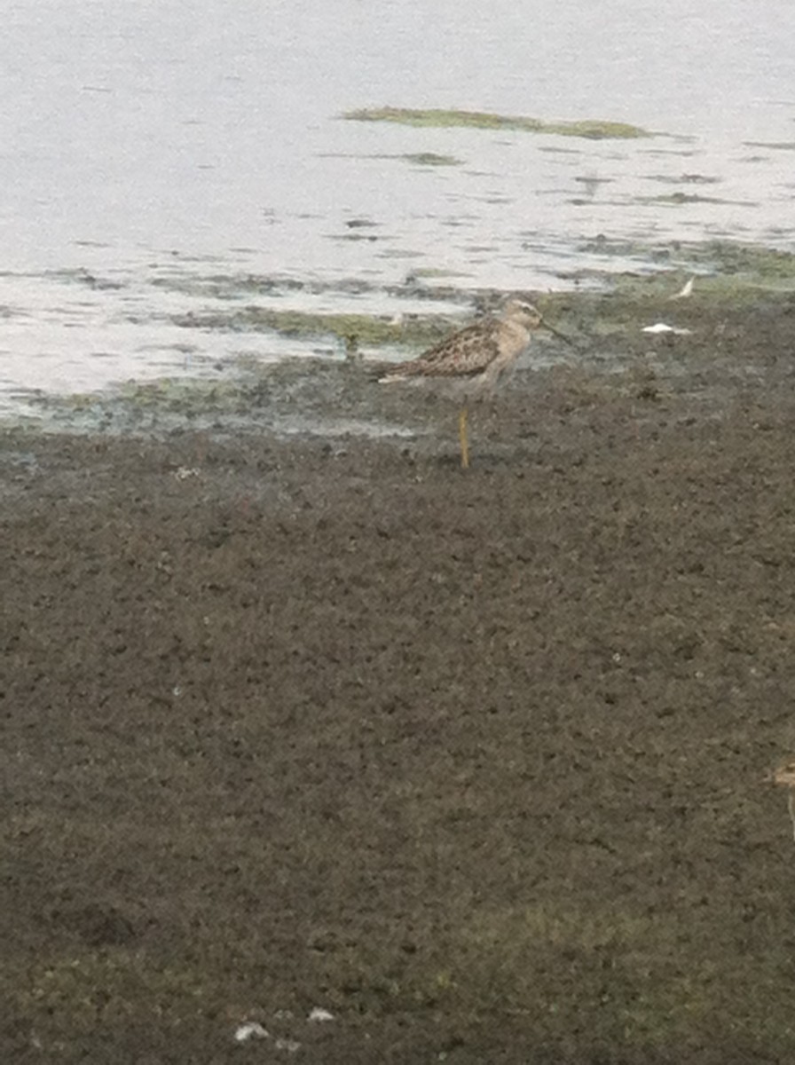 Stilt Sandpiper - ML644182878