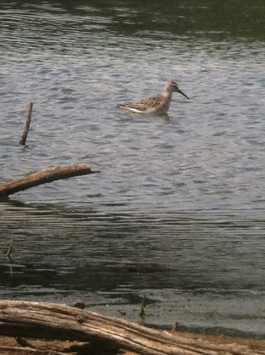 Stilt Sandpiper - ML644182879