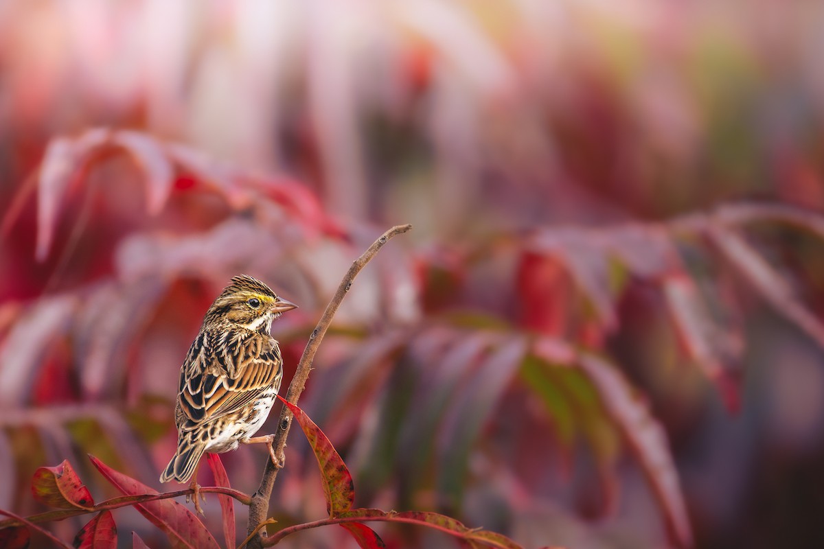 Grasammer - ML644182884