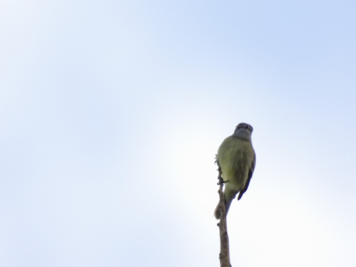Yellow-crowned Tyrannulet - ML644182897