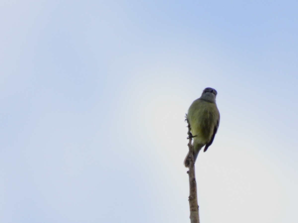 Yellow-crowned Tyrannulet - ML644182898