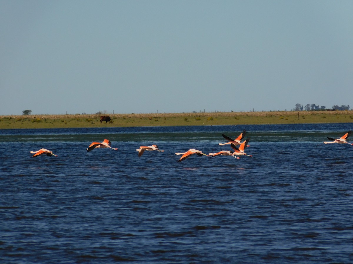 チリーフラミンゴ - ML644182904