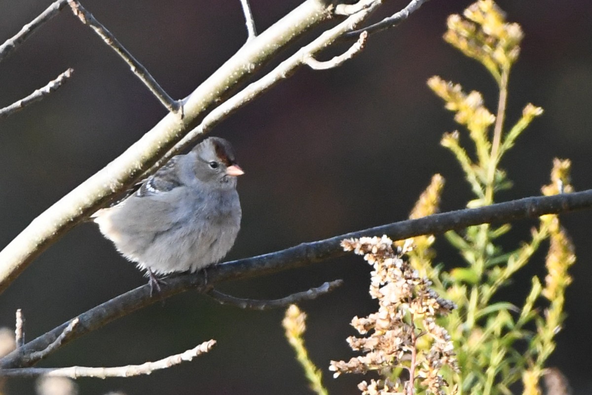 White-crowned Sparrow - ML644182906